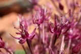 Allium karataviense ssp. henrikii