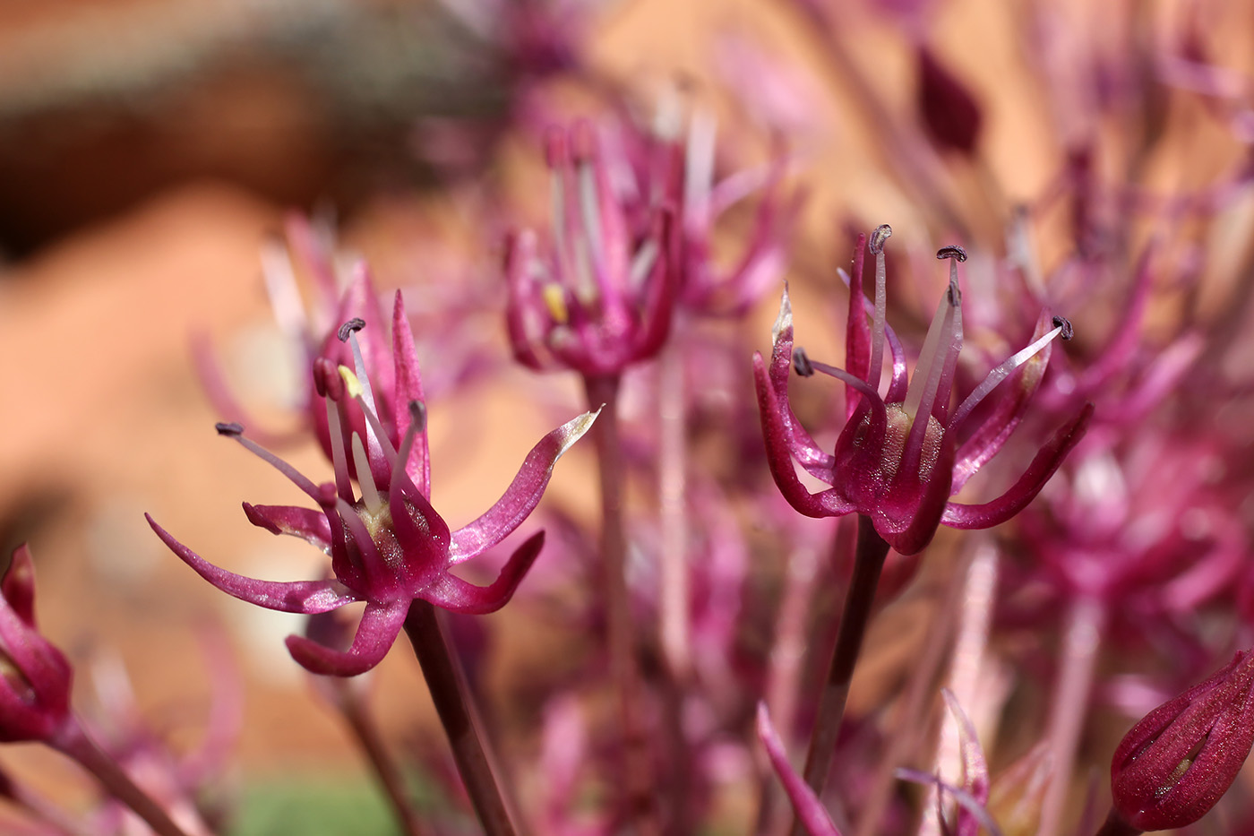 Image of Allium karataviense ssp. henrikii specimen.