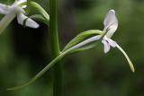 Platanthera bifolia. Цветок. Карелия, Лахденпохский р-н, окр. пос. Ихала, ельник на каменистом склоне. 13.07.2017.