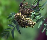 Sorbus aucuparia. Ветвь с незрелым соплодием. Московская обл., Раменский р-н, окр. дер. Хрипань, садовый участок. 03.07.2019.