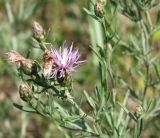 Centaurea savranica