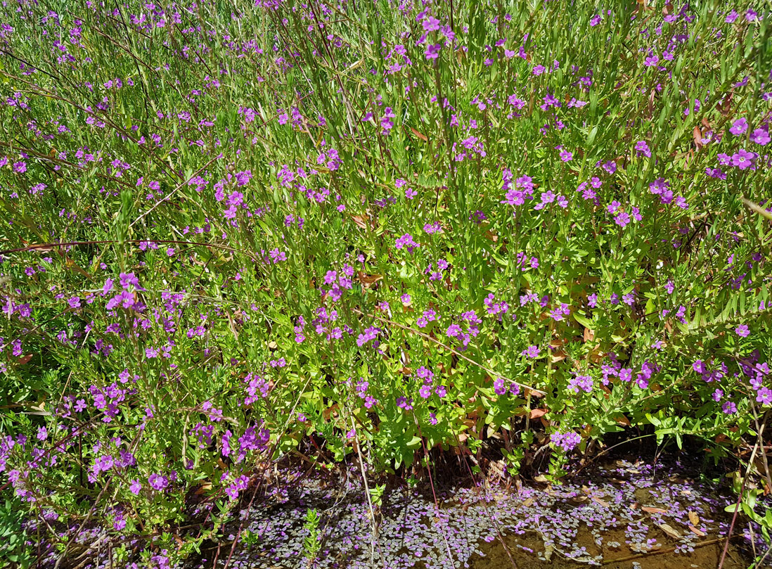 Image of Lythrum junceum specimen.