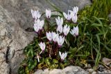 Cyclamen persicum
