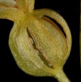 Listera cordata