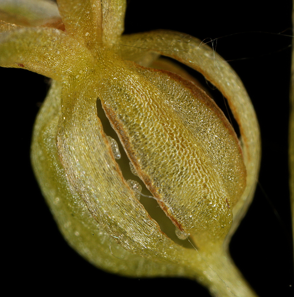 Image of Listera cordata specimen.
