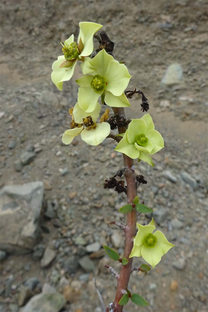 Изображение особи Euphorbia lactiflua.