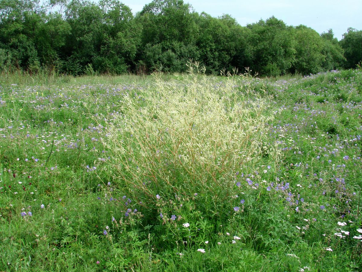 Изображение особи Aconogonon divaricatum.