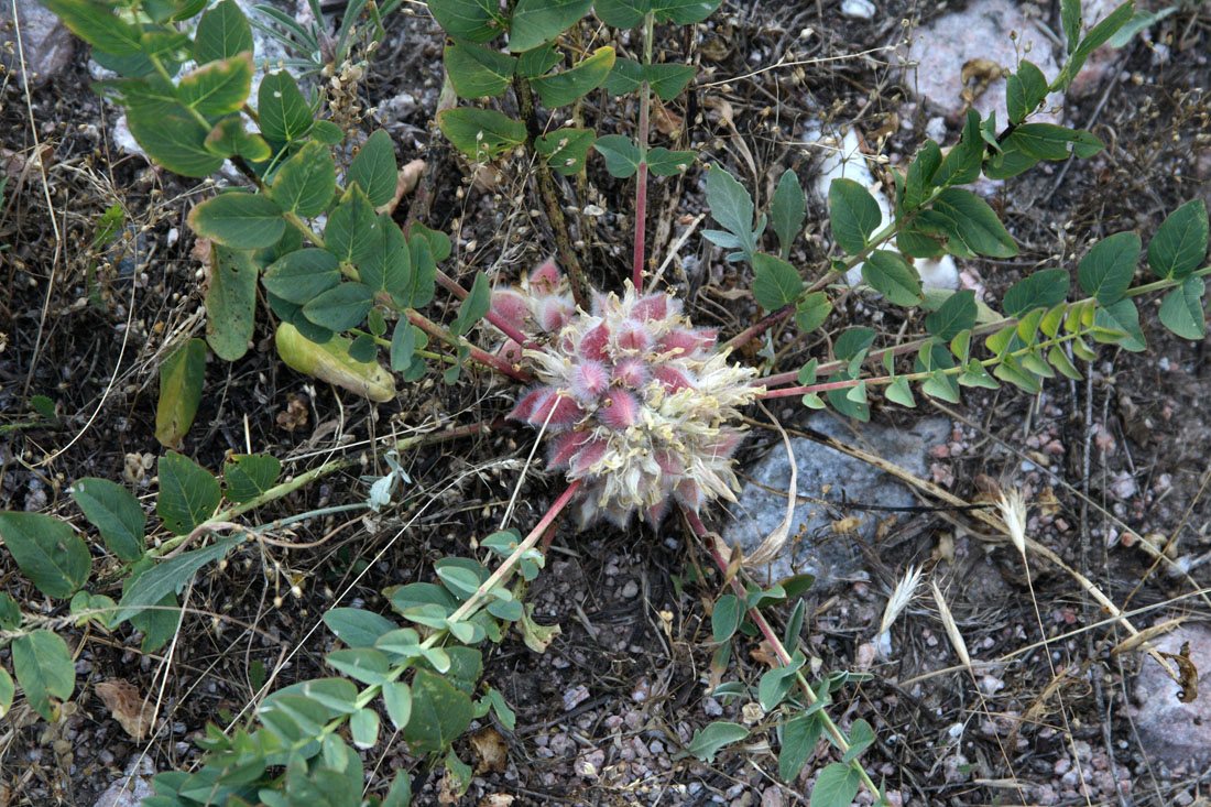 Image of Astragalus sewertzowii specimen.