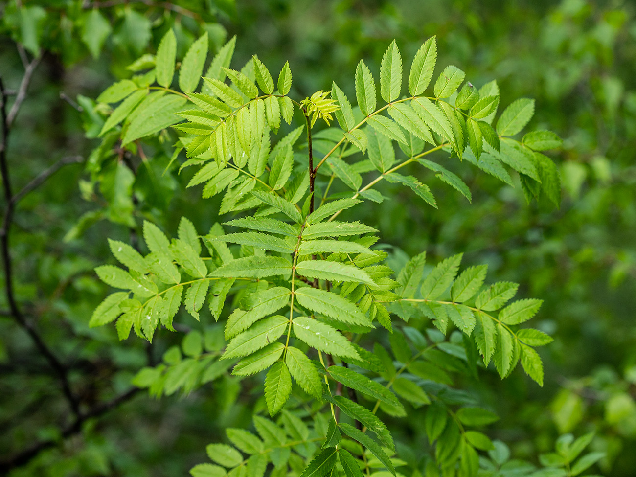 Image of Sorbus aucuparia specimen.