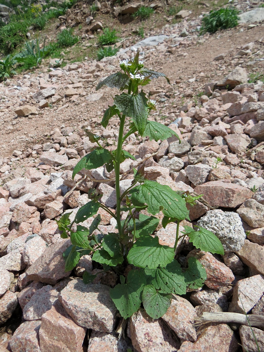 Image of Alliaria petiolata specimen.