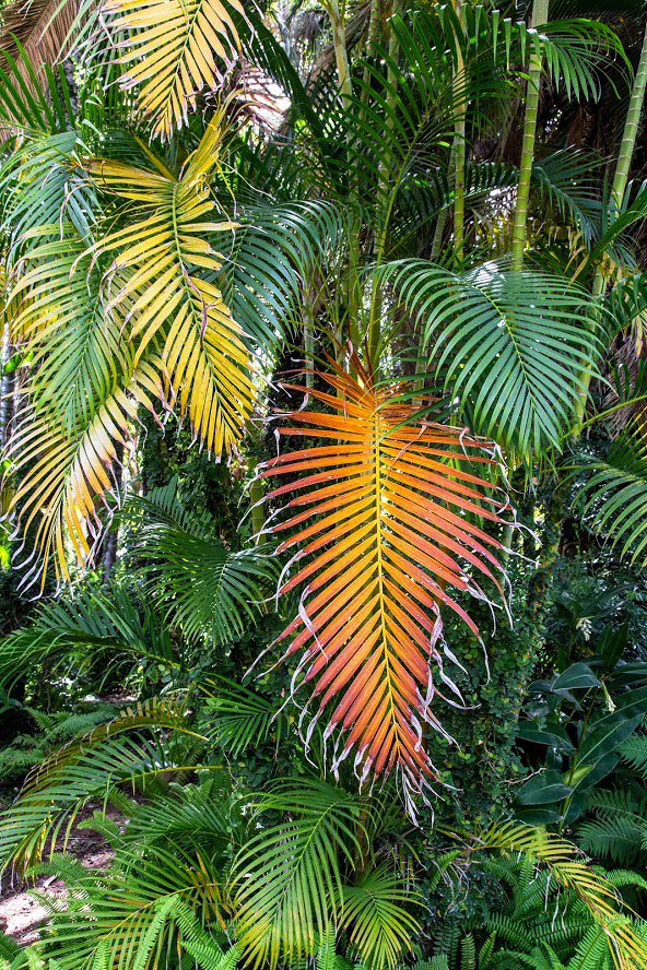 Image of Dypsis lutescens specimen.