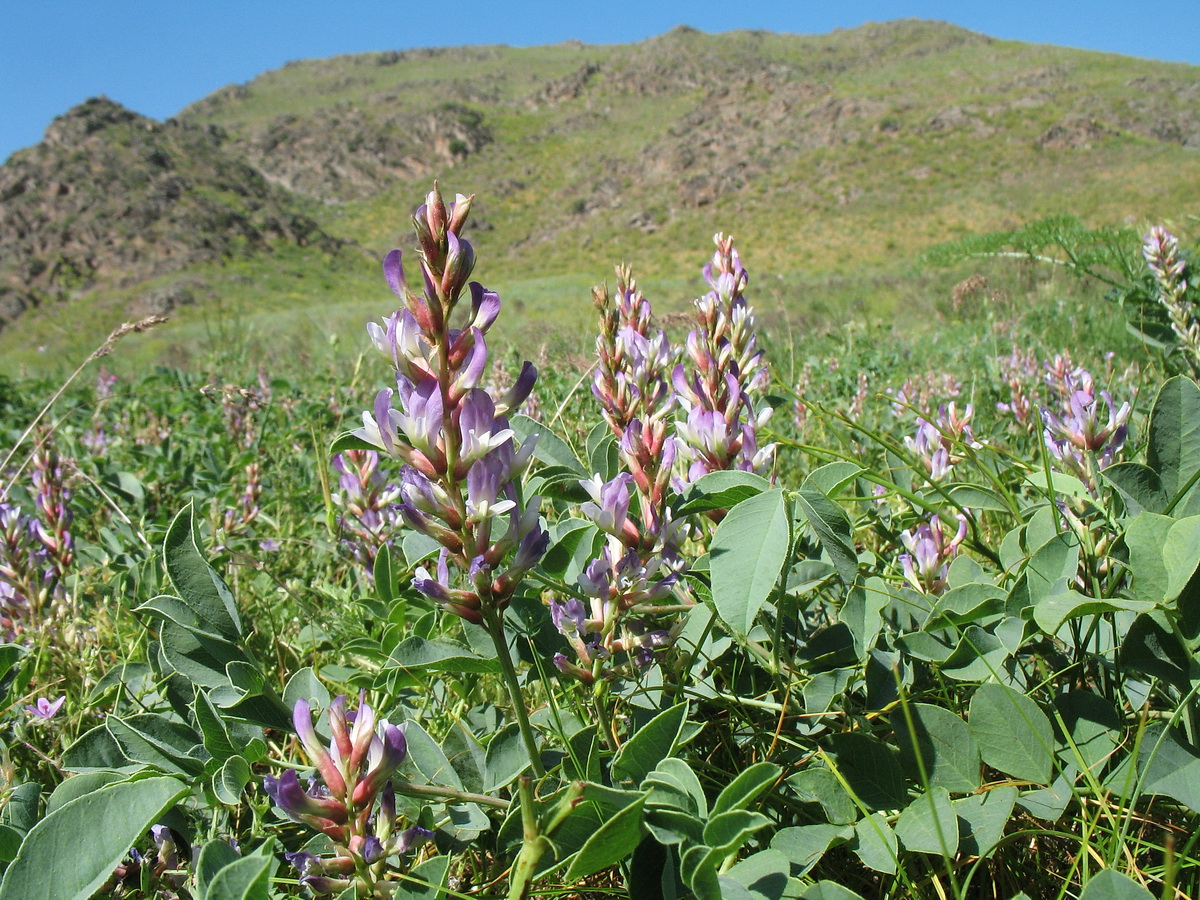 Изображение особи Glycyrrhiza aspera.