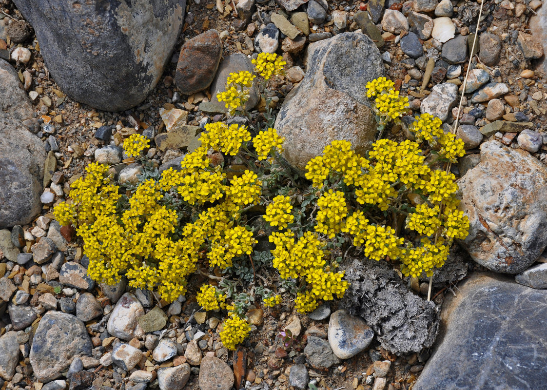 Image of Odontarrhena obovata specimen.