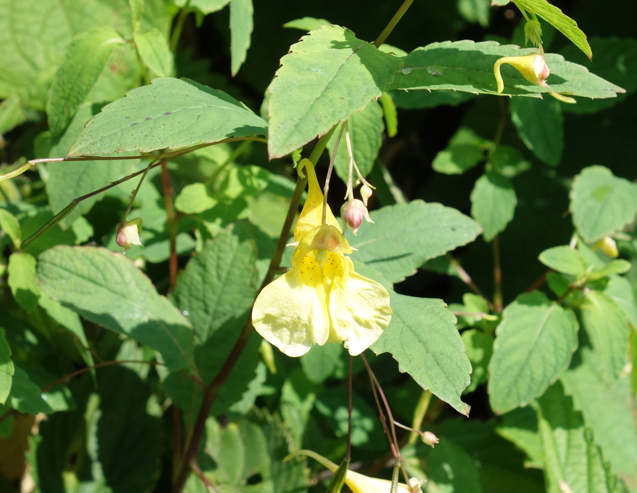 Изображение особи Impatiens noli-tangere.