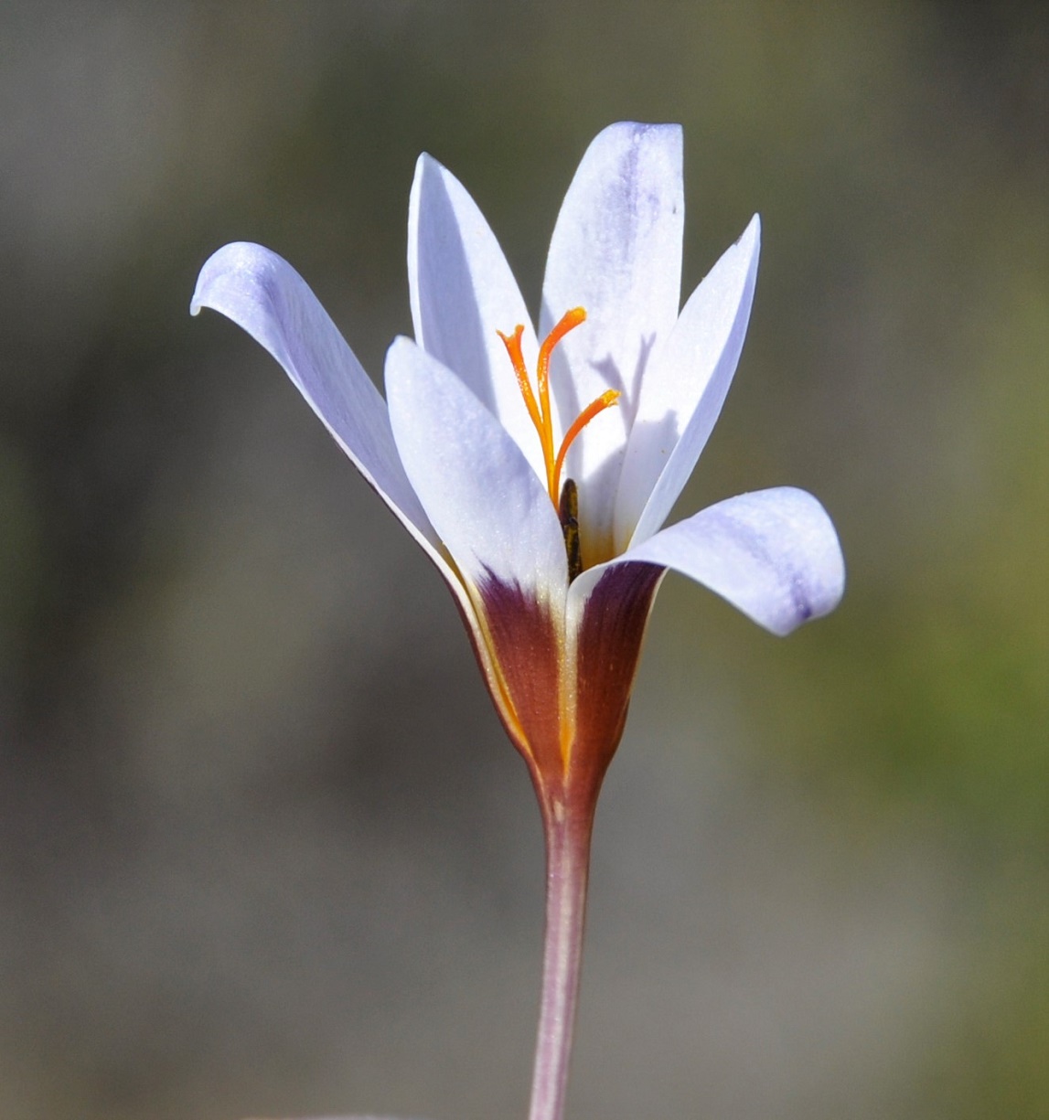 Image of Crocus hartmannianus specimen.