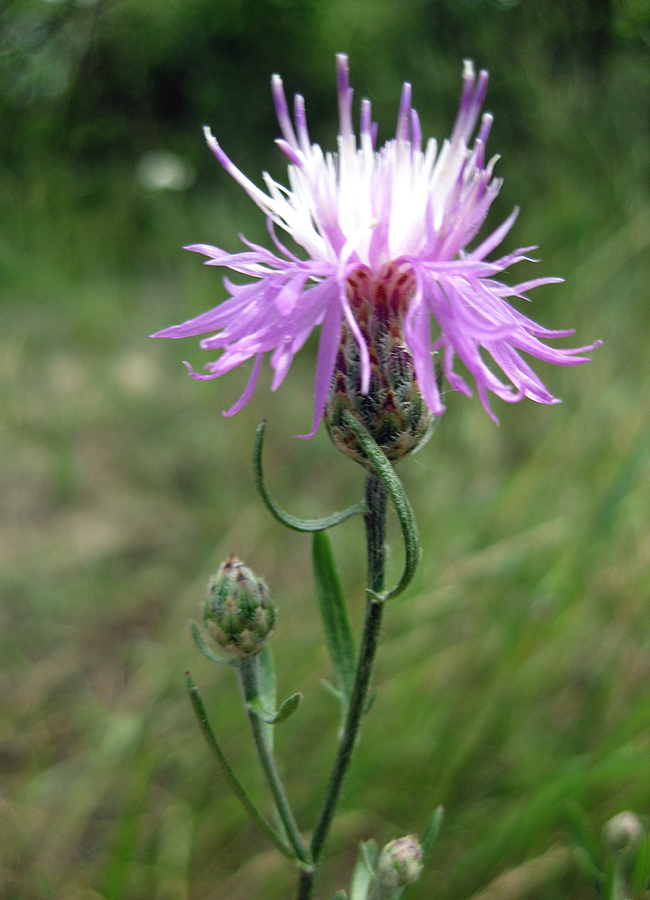 Изображение особи Centaurea borysthenica.