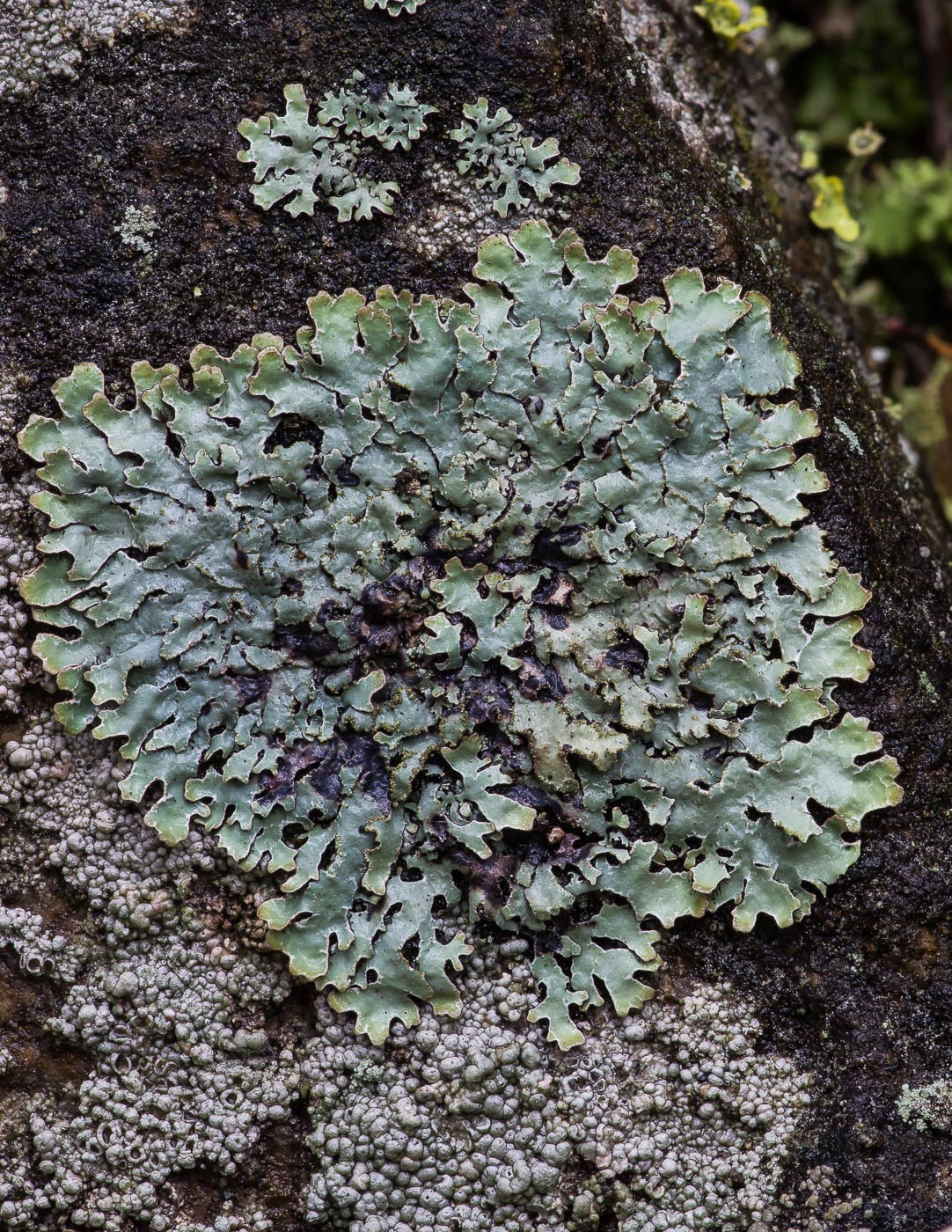 Image of Parmelia sulcata specimen.