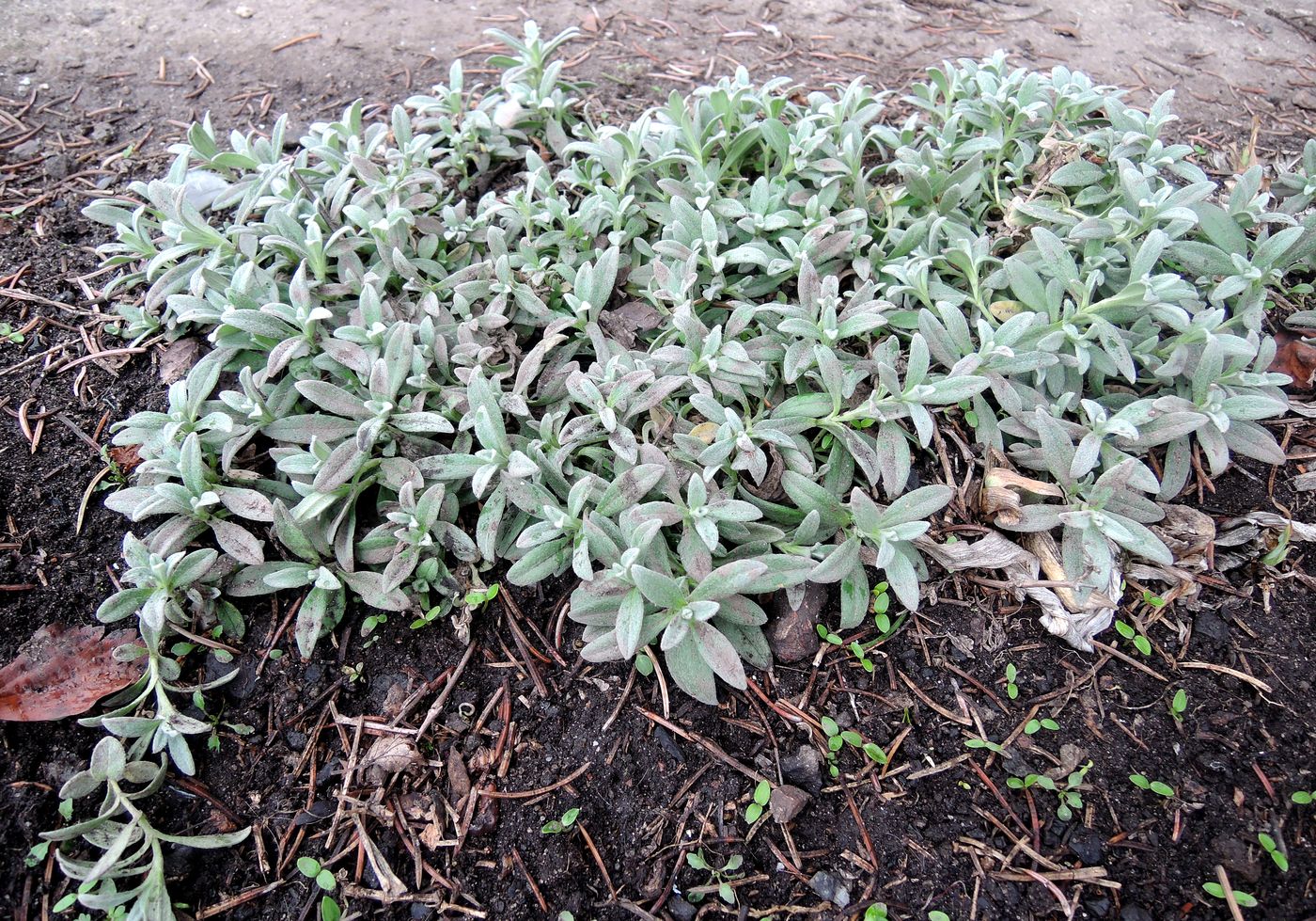 Image of Cerastium biebersteinii specimen.