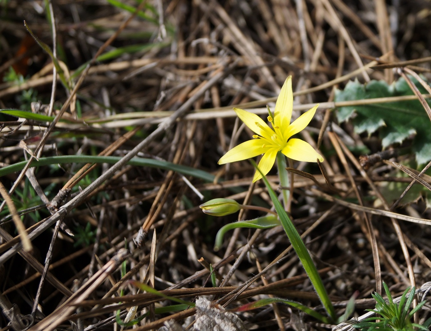 Image of genus Gagea specimen.