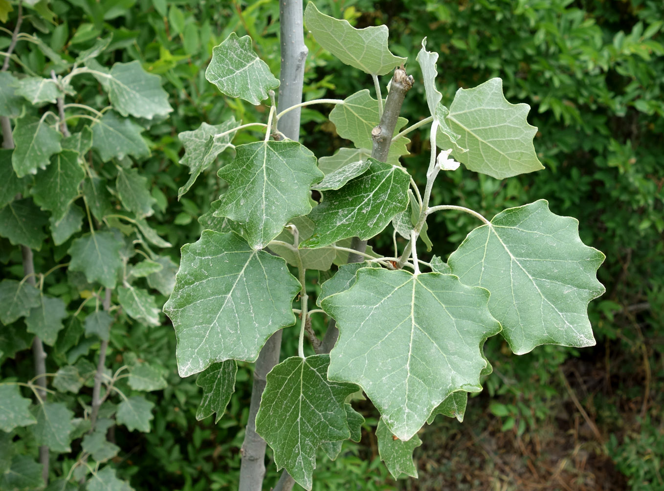 Image of Populus alba specimen.