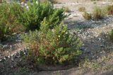 Ononis natrix ssp. hispanica