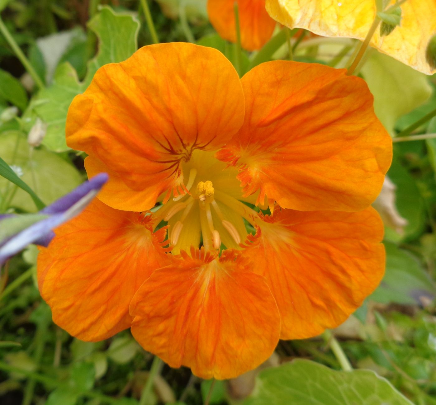 Image of Tropaeolum majus specimen.