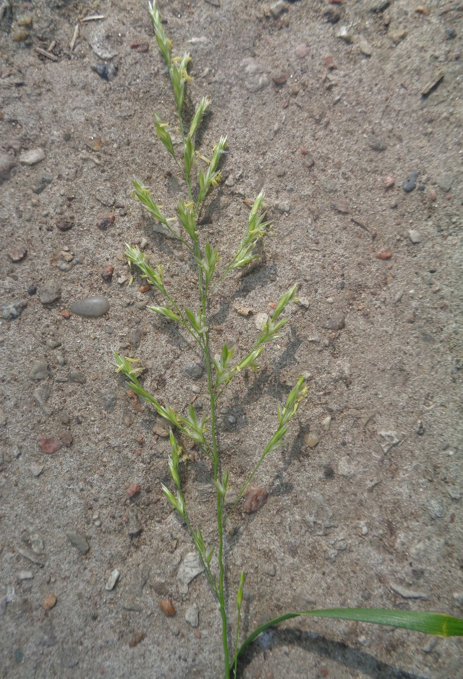 Изображение особи Festuca pratensis.