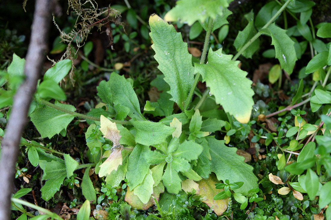 Изображение особи Arabis alpina.