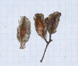 Combretum apiculatum