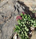 Orbea lutea ssp. vaga