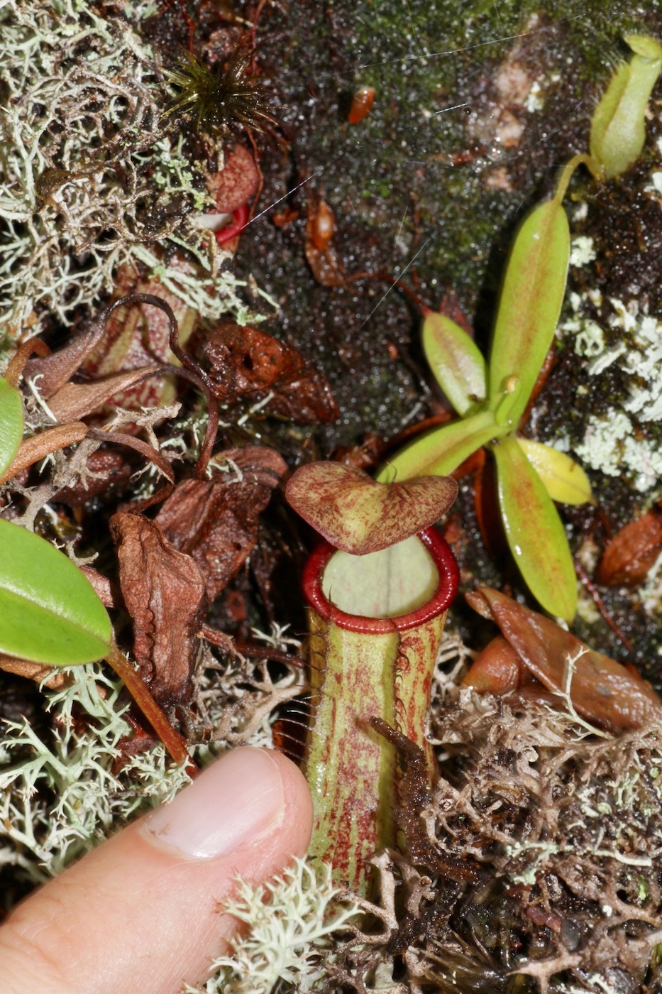 Image of Nepenthes macfarlanei specimen.