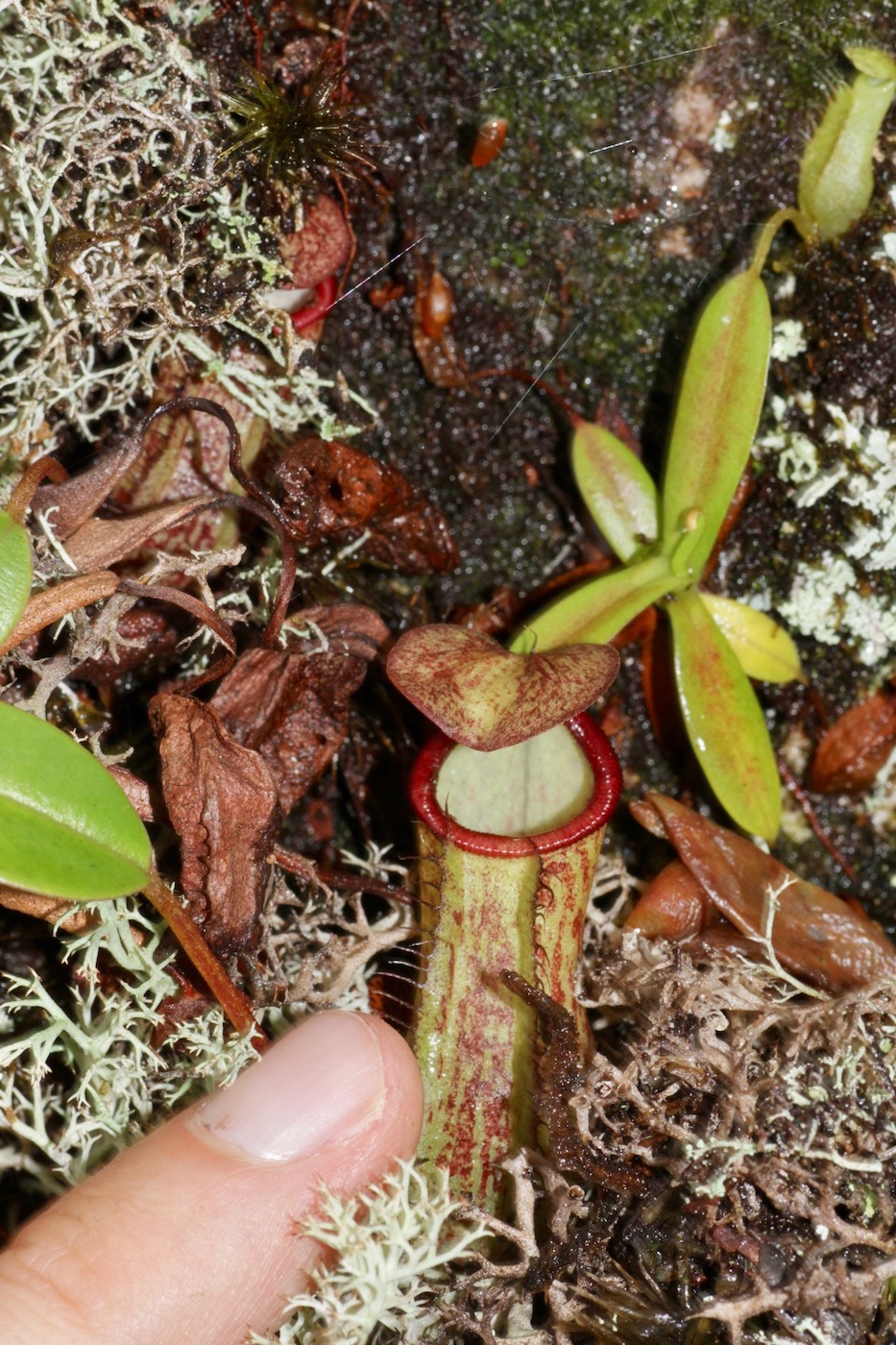 Изображение особи Nepenthes macfarlanei.