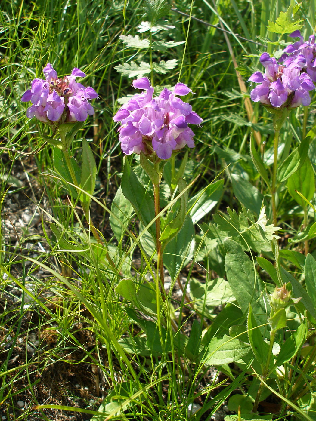 Image of Prunella grandiflora specimen.