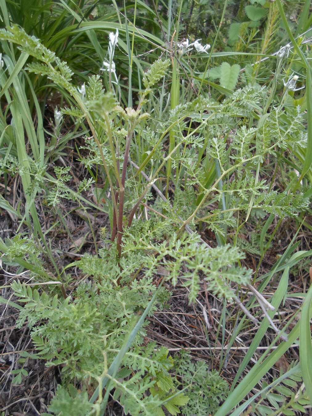 Изображение особи Artemisia laciniata.