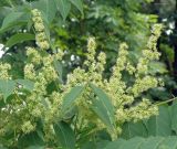 Ailanthus altissima. Часть соцветия с кормящимися мухами. Краснодарский край, Кущёвский р-н, станица Шкуринская, школьный двор. 19.06.2020.