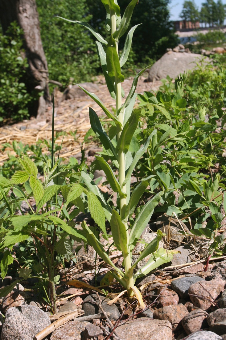 Изображение особи Isatis tinctoria.