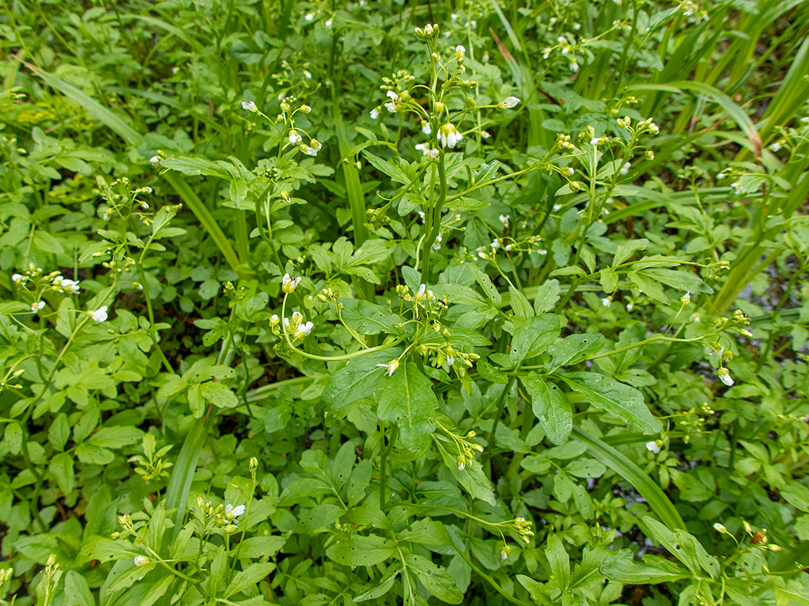 Изображение особи Cardamine amara.