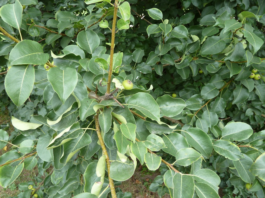 Image of Pyrus pyraster specimen.