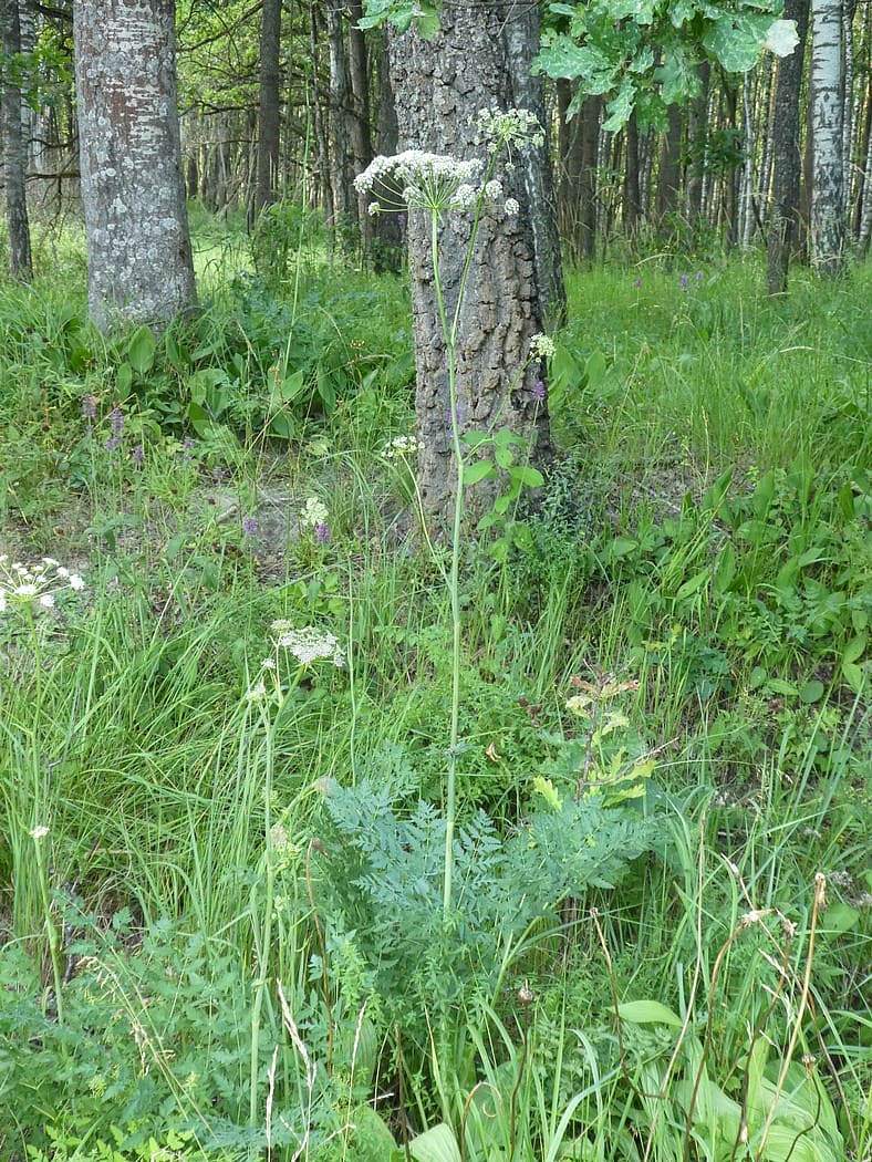 Изображение особи Cervaria rivinii.