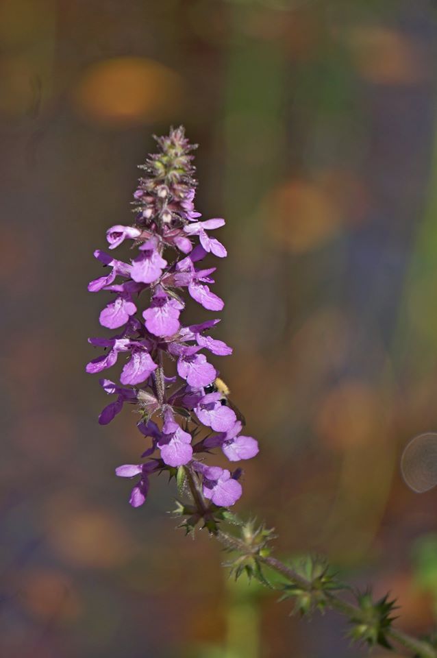 Изображение особи Stachys palustris.