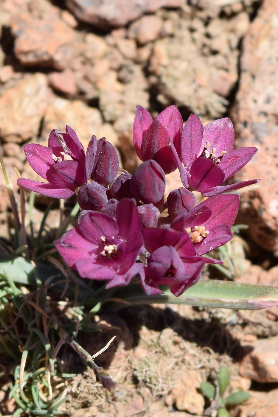 Image of Allium oreophilum specimen.