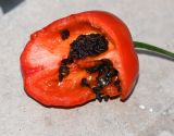 Capsicum pubescens