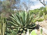 genus Agave. Вегетирующее растение. Испания, Каталония, провинция Girona, Costa Brava, Blanes, ботанический сад \"Pinya de Rosa\". 27 октября 2008 г.