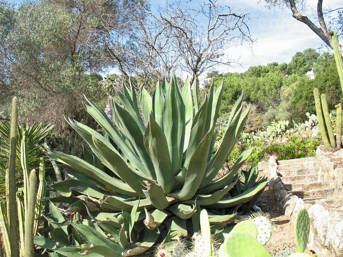 Изображение особи род Agave.