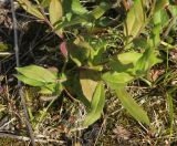 genus Hieracium