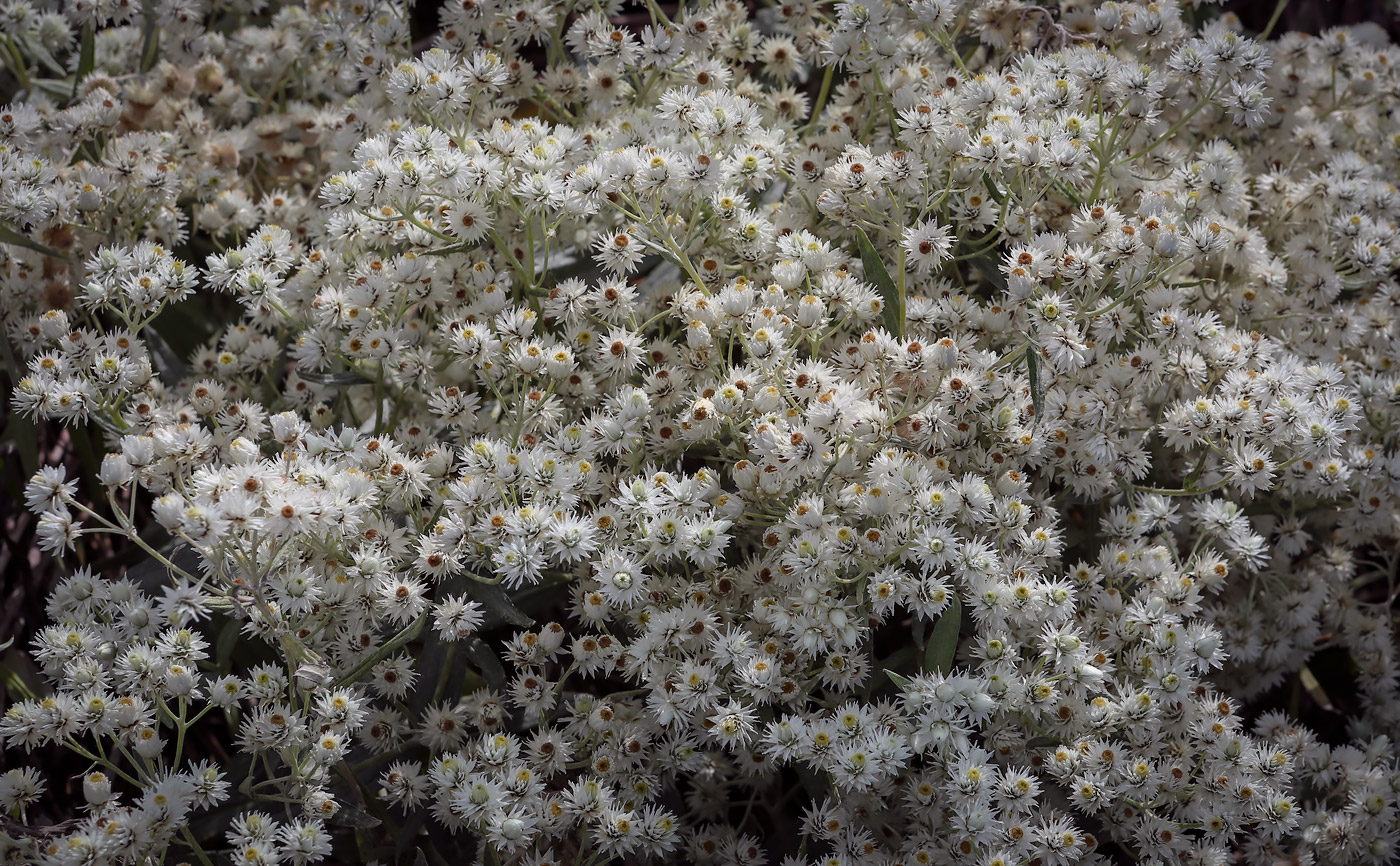 Image of Anaphalis margaritacea specimen.