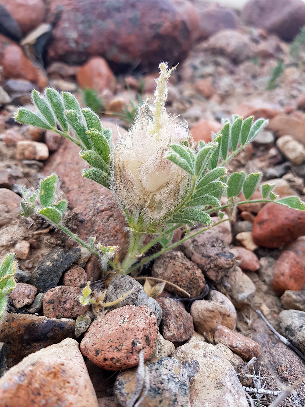 Изображение особи Astragalus cyrtobasis.