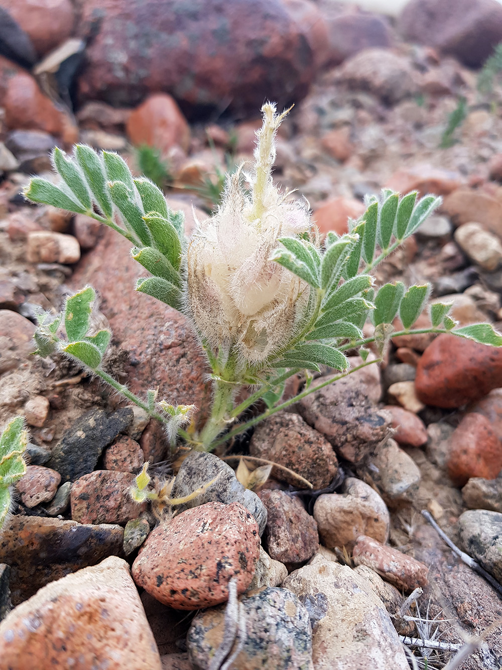 Image of Astragalus cyrtobasis specimen.
