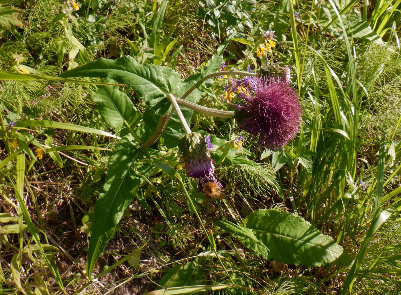 Изображение особи Cirsium heterophyllum.