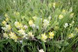 Astragalus dasyanthus